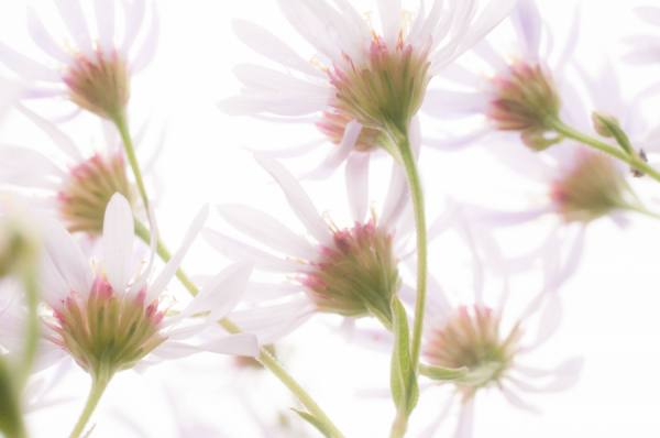 Photograph Bill Truran Pretty on One Eyeland